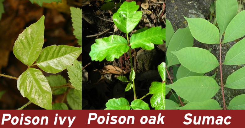 Poison Ivy's Itch Can Be Calmed by a Protein